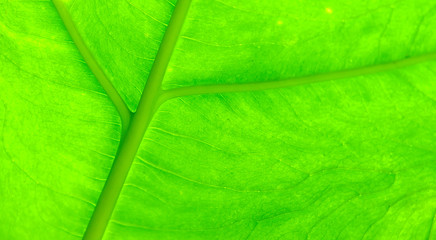 Green Leaf Texture background with sunlight behind