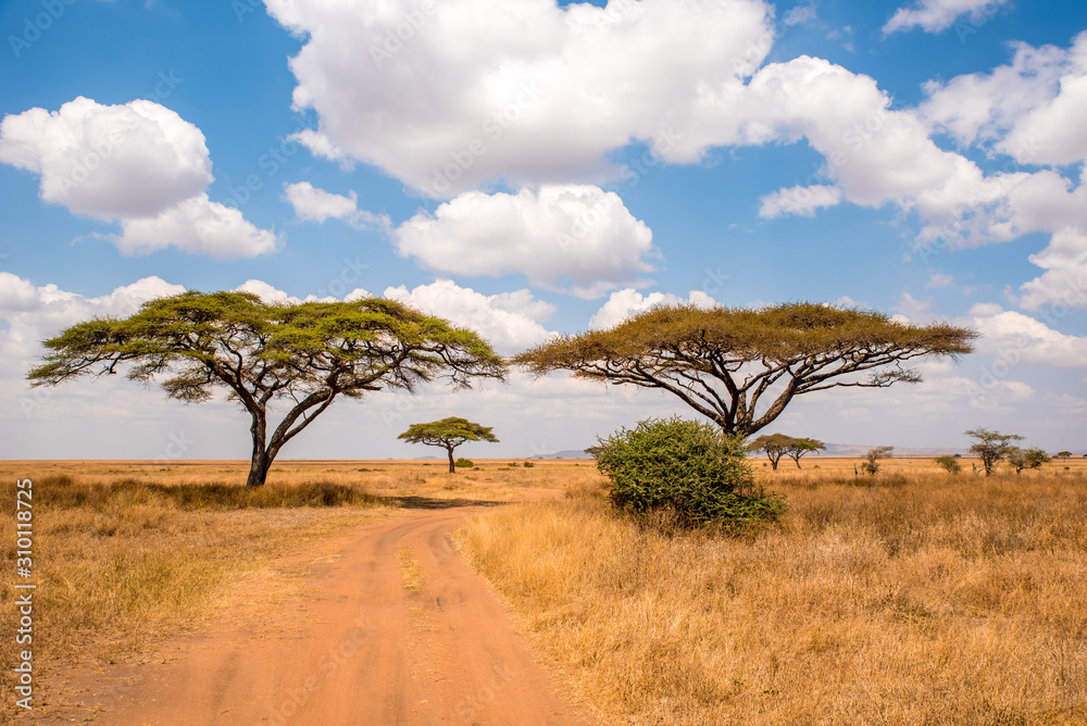 Game drive on dirt road with Safari car in Serengeti National Park in beautiful landscape scenery, Tanzania, Africa - obrazy, fototapety, plakaty 