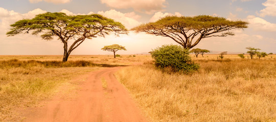 game drive on dirt road with safari car in serengeti national park in beautiful landscape scenery, t