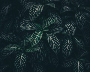 Wall Mural - Tropical leaves texture,Abstract nature leaf green wall texture background.vintage dark tone,picture can used wallpaper desktop.