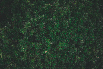 Wall Mural - tropical leaves texture,abstract nature leaf green wall texture background.vintage dark tone,picture