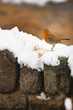 Dorking, Surrey, UK. Robin standing on stone wall after snow.