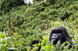 VOLCANOES NATIONAL PARK, RWANDA Silverback mountain gorilla in habitat.