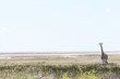 Etosha National Park, Namibia. Lone giraffe in habitat.