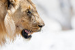 Etosha National Park, Namibia. Male lion in profile.