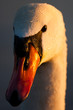 Bushy Park, London. Mute swan (Cygnus olor) in late afternoon light.