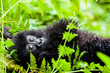 VOLCANOES NATIONAL PARK, RWANDA Infant mountain gorilla (gorilla berengei berengei) in habitat. Endangered on the IUCN red list.
