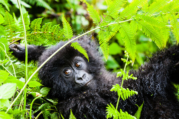 VOLCANOES NATIONAL PARK, RWANDA Infant mountain gorilla (gorilla berengei berengei) in habitat. Endangered on the IUCN red list.