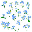 vector drawing forget-me-not flowers