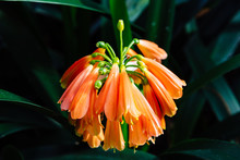 Close Up View Of Clivia Nobilis, Green-tip Forest Lily, Is A Species Of Flowering Plant In The Genus Clivia, Of The Family Amaryllidaceae, Native To South Africa