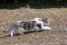 Young Three Month Old Semi-feral Kitten Stalking A Bird On Gravel Crouched Low To The Ground, Animal Behaviour