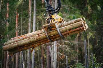 Forestry forwarder is loading logs in a pile in forest