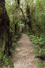 Fototapeta oparara walkway in kahurangi national park
