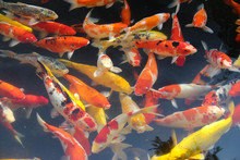 Japanese Fish For Ornamental Ponds And Aquariums