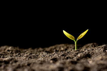 Wall Mural - The seedlings are growing from the light that shines in the dark.