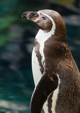 Close Map Of The Humboldt Penguin With A Sea Bed