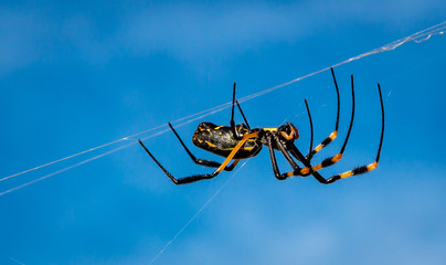 spider on a web