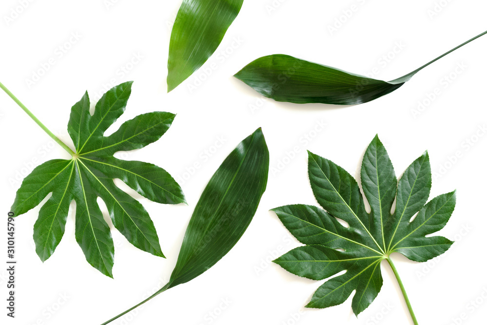 Top view of green tropical leaves on white background Stock Photo ...