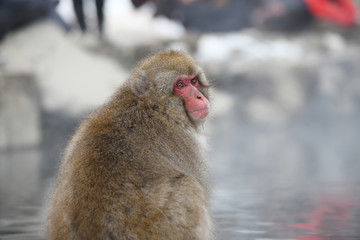 snow monkey at Nagano, Japan