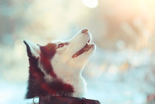 Winter Husky Portrait On A Walk, Beautiful Dog In Nature, Friendship, Pet