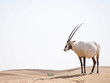  Arabian oryx walking in the desert dunes in the Middle East.