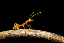Image Of Red Ant(Oecophylla Smaragdina) On The Branch. Insect. Animal.