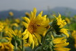 © 21pro - 해바라기와 꿀벌