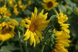 © 21pro - 해바라기와 꿀벌