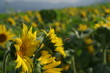 © 21pro - 해바라기와 벌