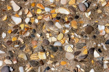 Wall Mural - sea shells on sand background