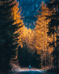 Wall Mural - Trail runner train in autumn nature. High Tatras Mountains, Slovakia.