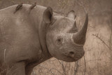 Fototapeta Zwierzęta - Black Rhino Profile