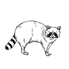 Poster - Raccoon icon outline