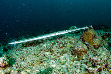 Wall Mural - Flute trumpet fish while diving indonesia detail