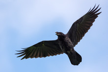 Immature Common Raven Cries And Flies In Blue Sky With Stretched Wings And Tail And Open Beak