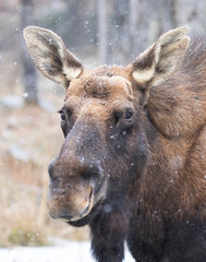 Wall Mural - Bull Moose with dropped antlers closeup standing in the forest with snow falling in Canada