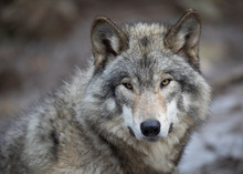 A Lone Timber Wolf Or Grey Wolf Canis Lupus Portrait In The Winter In Canada