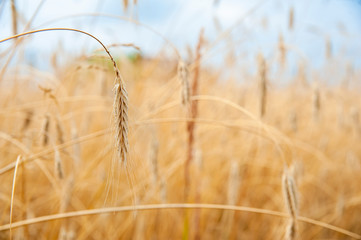 Ripening ears of wheat. Beautiful sunset in a sunny summer day.