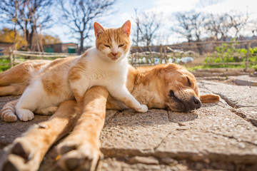 dog and cat play together. cat and dog lying outside in the yard. kitten sucks dog breast milk. dog and cat best friends. love between animals.