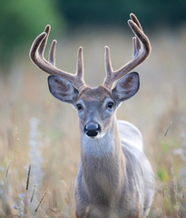 Wall Mural - A wild White-tailed deer buck with velvet antlers on an early morning in summer in Canada	