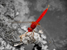 A BEAUTIFUL RED HOPPER SITTING BESIDE A POND