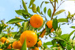 © ABCDstock - Ripe orange in the orange garden