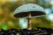 Amanita phalloides or Deathcaps highly poison's mushrooms growing naturally macro photography isolated bokeh background