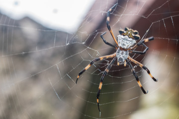ARAÑA DE JARDIN O ARAÑA TIGRE(ARGIOPE ARGENTATA)