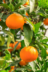 Orange tree in orange farm.