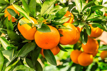 Orange tree in orange farm.