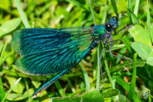 Beautiful Blue Dragonfly On Grass