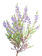 Wall Mural - single violet blossoming heather branch on white
