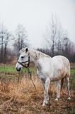 Fototapeta Konie - a white horse on an autumn field 