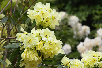 Sticker - yellow rhododendron in springtime with open blooms